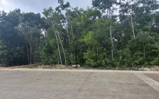 Lote Altai